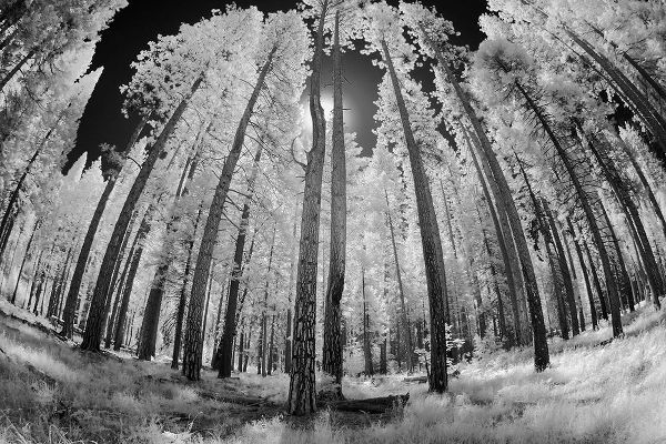 Jones, Adam 아티스트의 Infrared image of view up through trees-Yosemite National Park-California작품입니다.